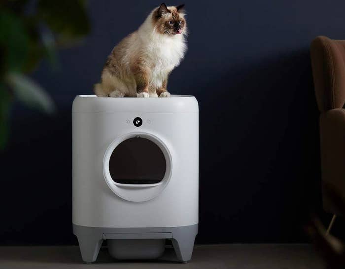 Cat on top of litter box
