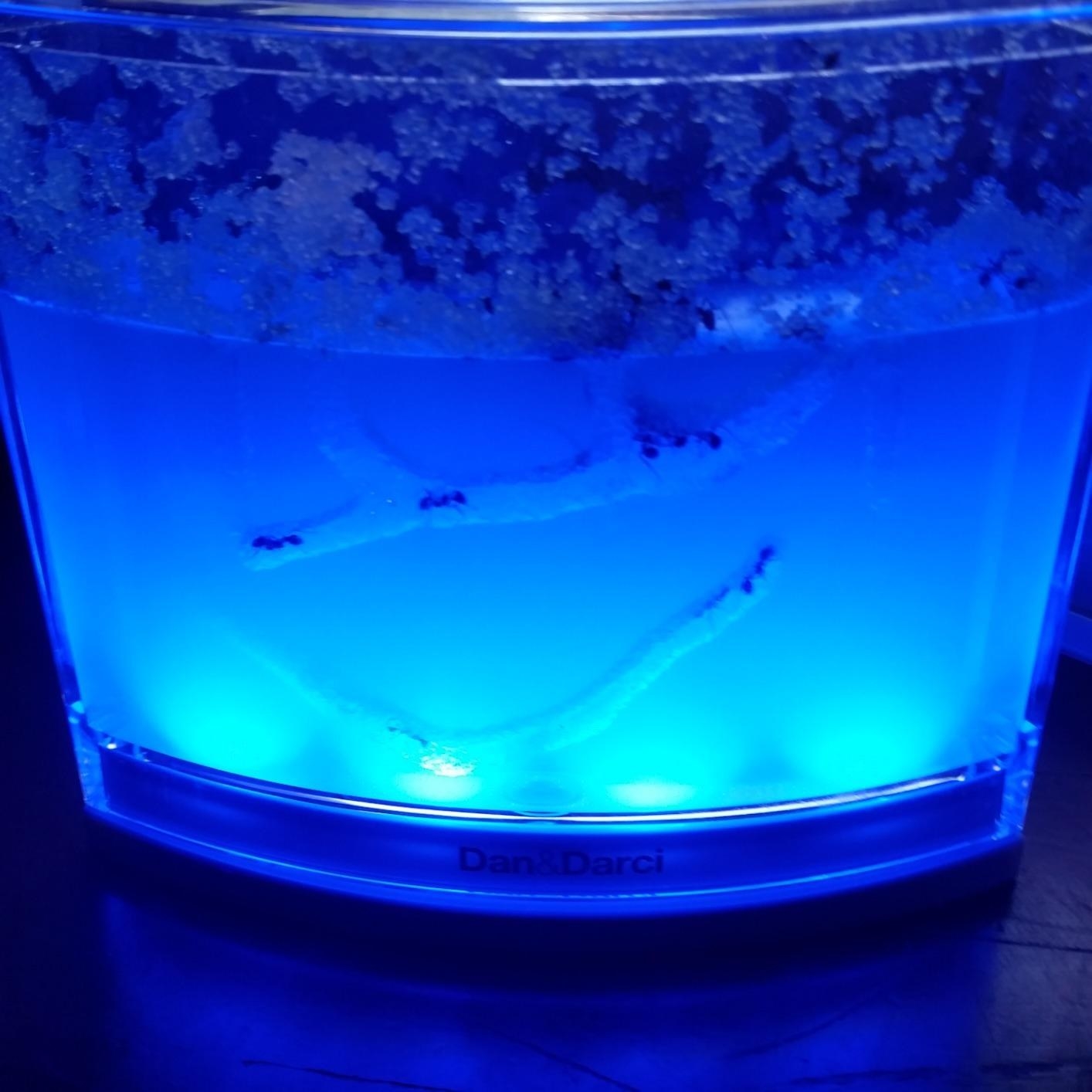 light up blue ant farm