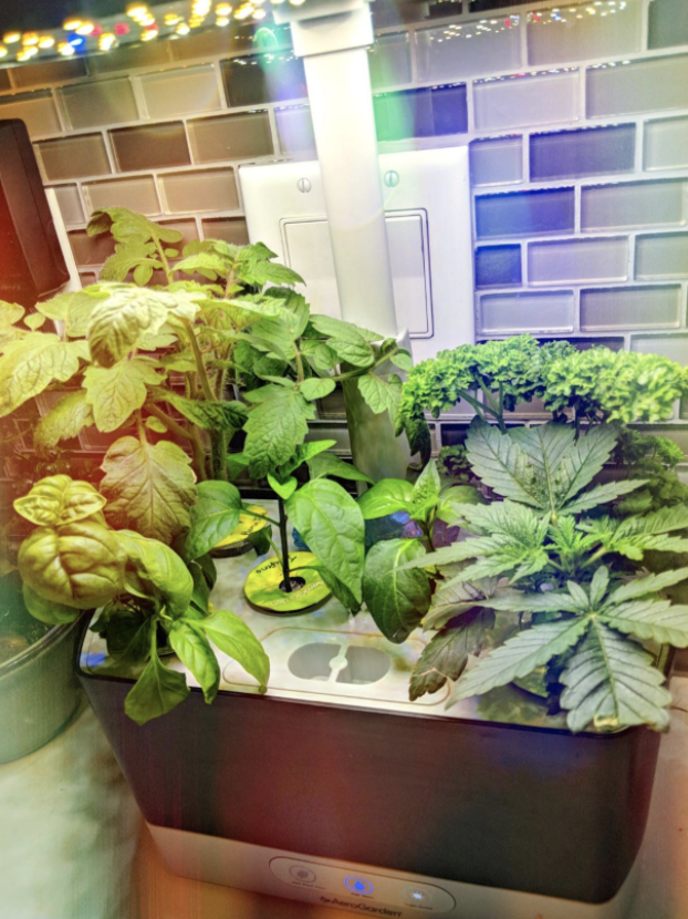 reviewer's aerogarden