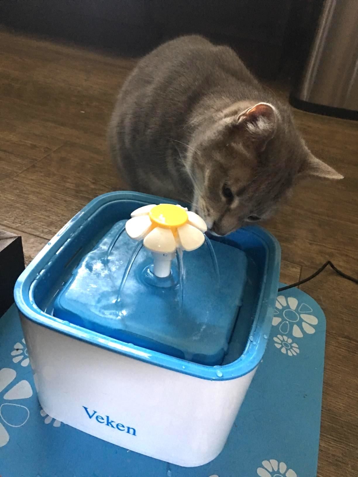 reviewer showing a cat drinking out of a fountain