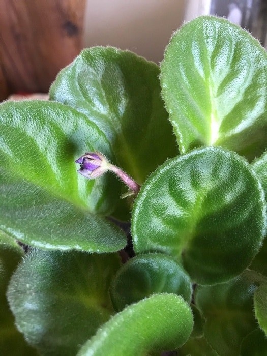 Close-up of a violet shooting out of a green plant