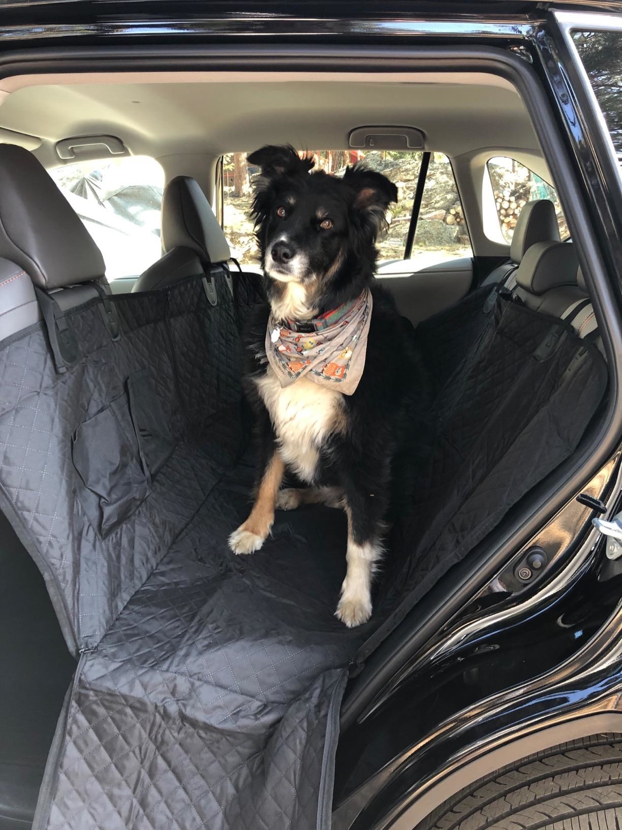 black and white dog sitting on the black car seat covers