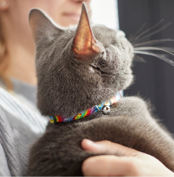 An image of a cat with a 8-12 inch tie-dye collar