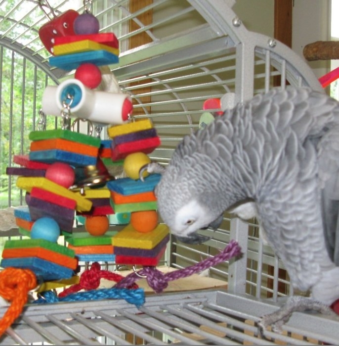 a parrot playing with the toy