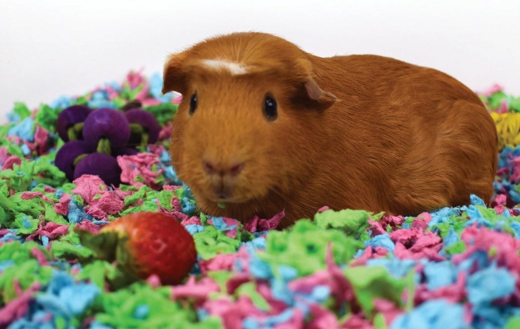 An image of a hamster sitting on top of colorful small pet bedding