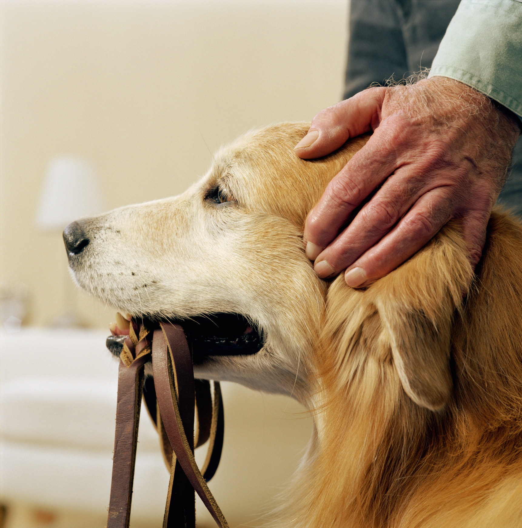 A person petting a golden retriever