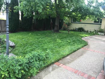 the same lawn looking neat and trimmed