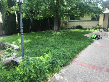 before photo of a messy and overgrown lawn