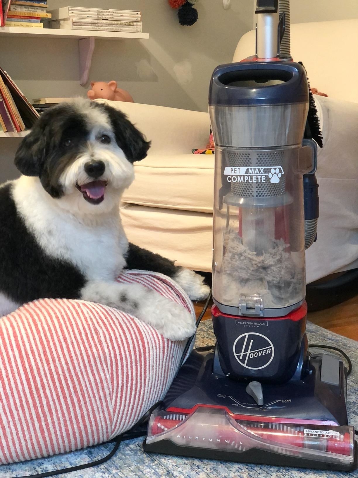 A reviewer&#x27;s sheepadoodle hair in the vacuum