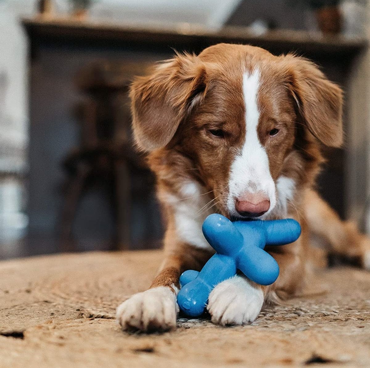 A dog playing with the toy