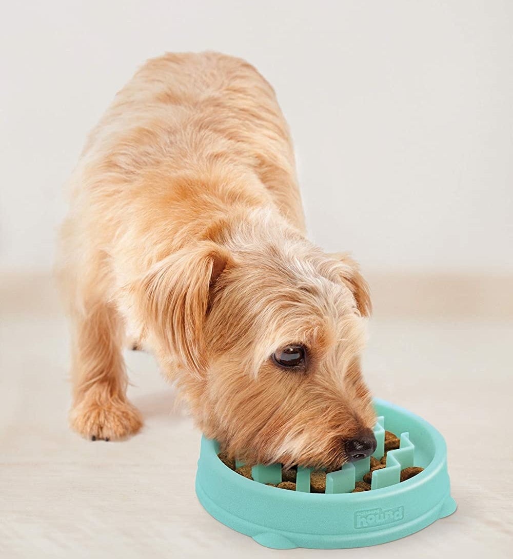 A dog eating from the bowl