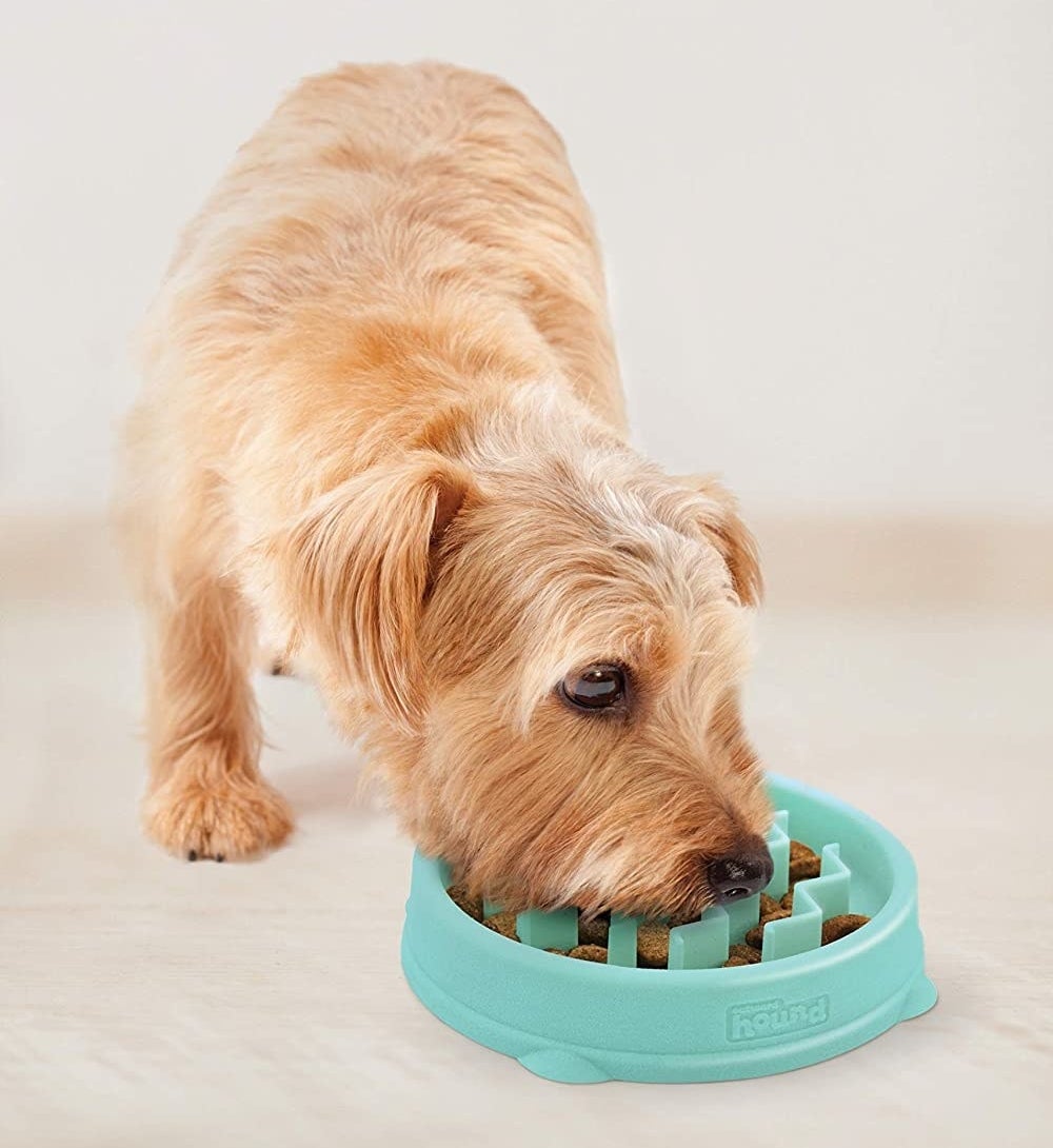 A dog eating from the bowl