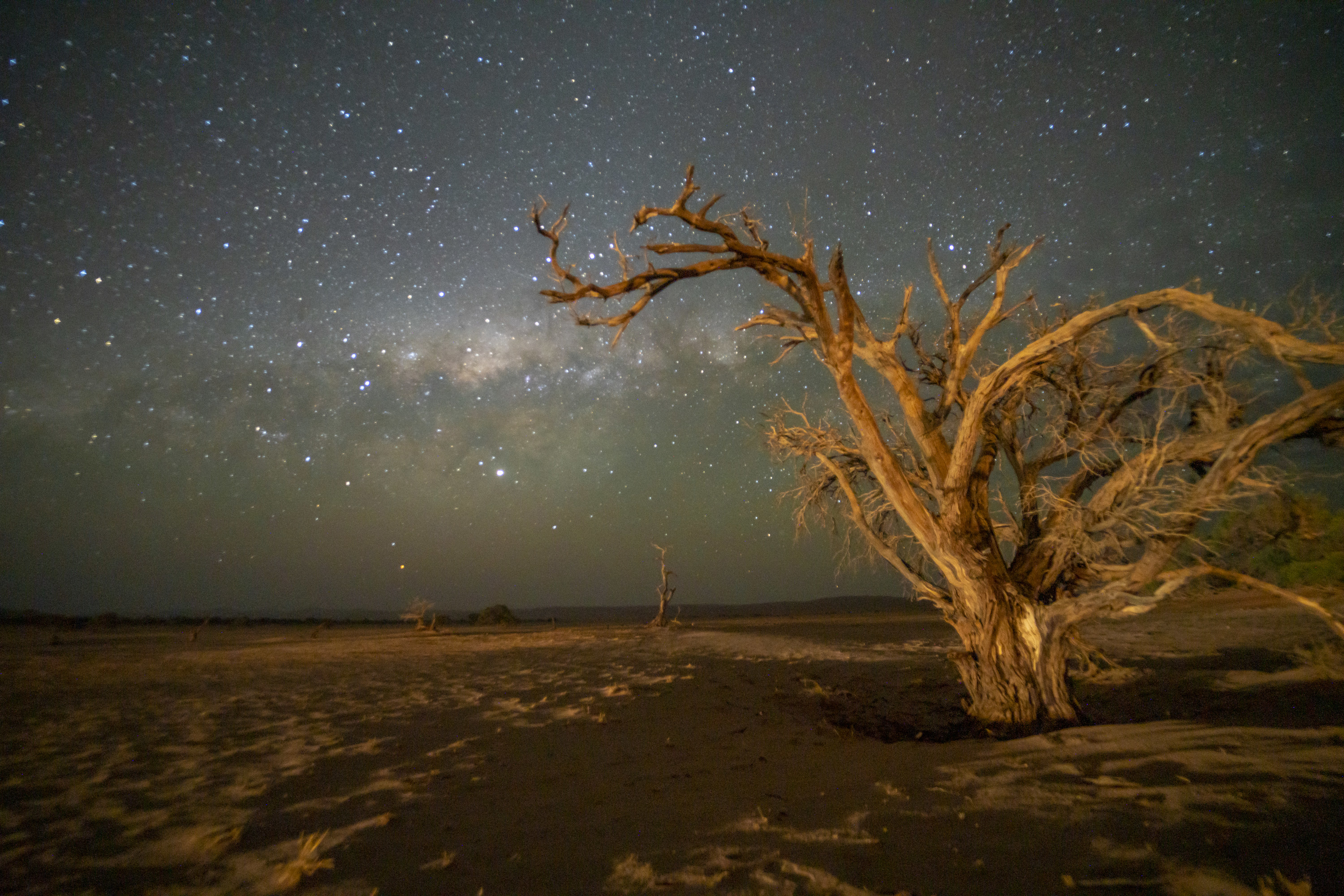 Large dead trees in the desert foreground a star-speckled sky.