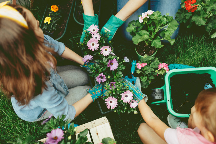 Une famille plantant des fleurs dans une cour. Plan rapproché de leurs mains dans le pot de fleurs et plantant des fleurs ensemble.