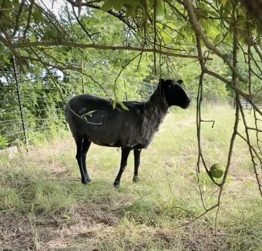 A freshly sheared sheep stands in a field