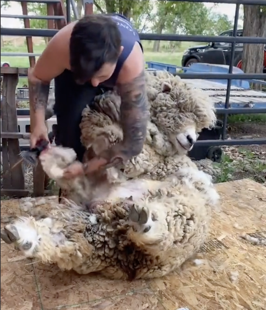 McRose stands over a sheep with a thick coat of wool and holds onto one of its legs as she shears it