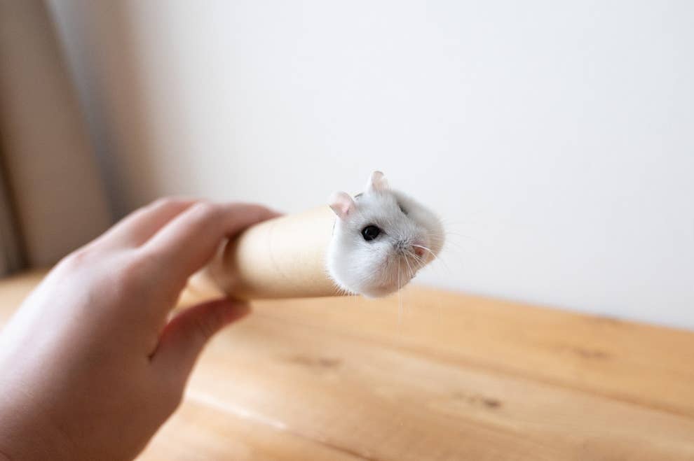 急にウサギ感が 筒の中に入って遊ぶハムスターの決定的な瞬間が激写されました 急にウサギ感が 筒の中に入って遊ぶハムスターの決定的な瞬間が激写されました