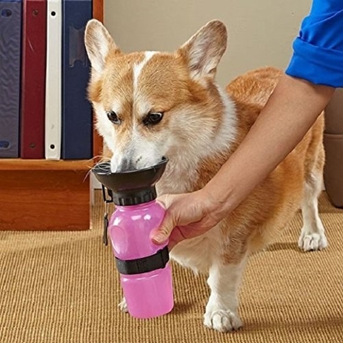 Corgi drinking from the dog water bowl bottle.