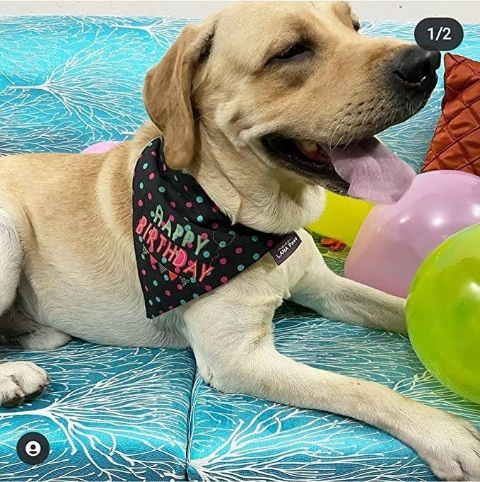 A dog wearing a bandana that says &#x27;Happy Birthday&#x27;