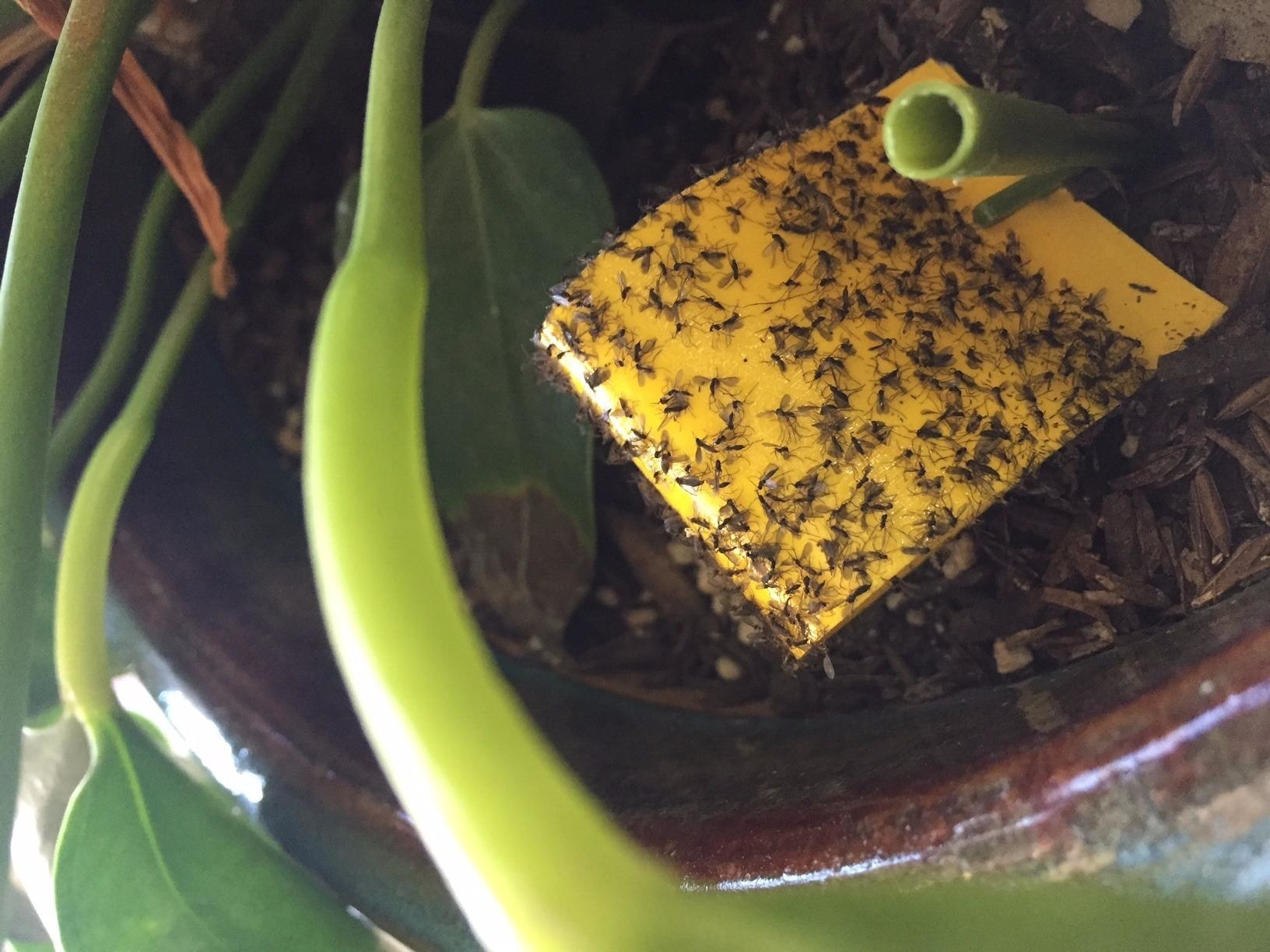 reviewer image of the yellow sticky sheet, in a plant pot, covered with stuck-on gnats