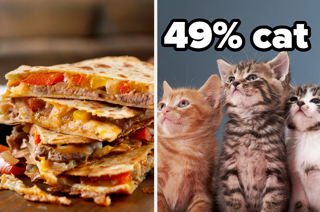 Eat Food And We'll Reveal What % Cat You Are