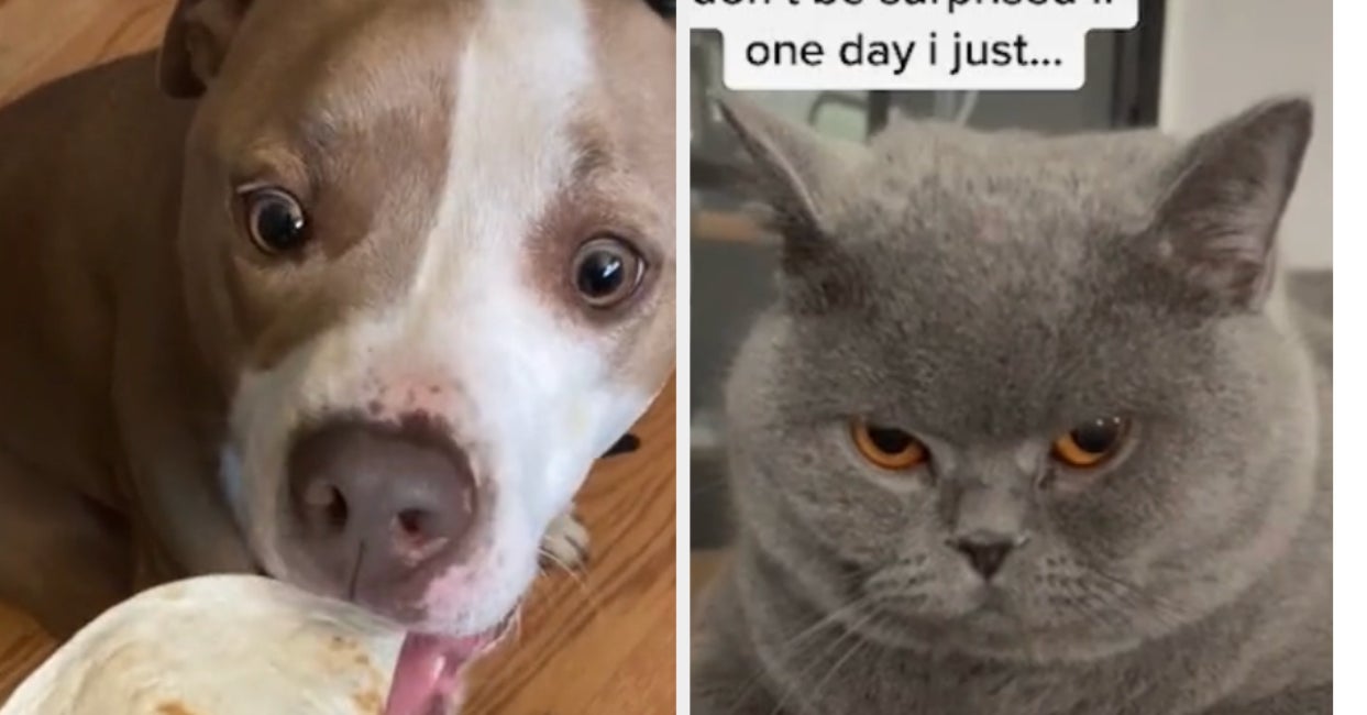 18 Adorable Pets On TikToks Guaranteed To Make Your Day Better