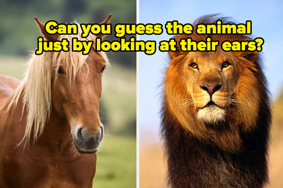 Can You Guess The Animal Just By Looking At Their Ears?