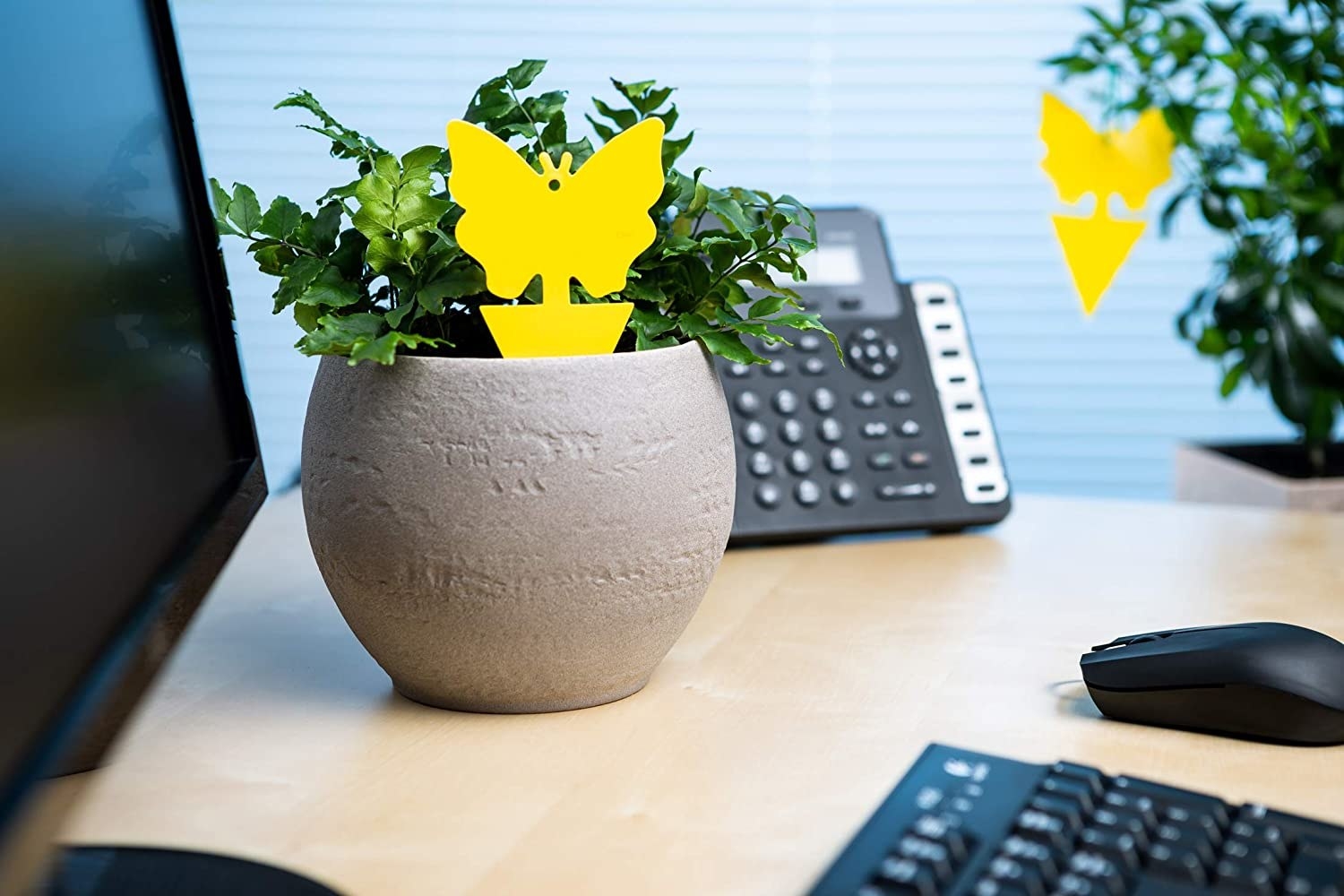 a fly trap in a plant pot on a desk