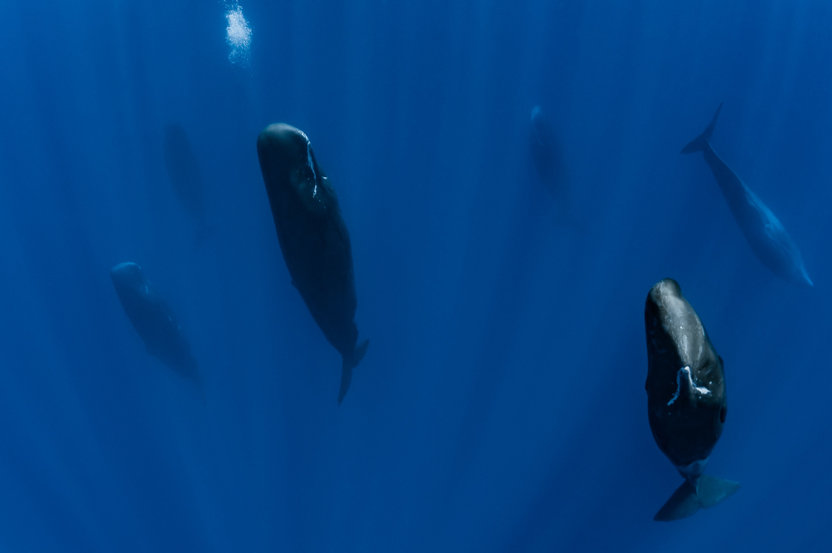 A group of whales sleeping