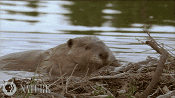 A GIF of a beaver in the water pushing dirt.