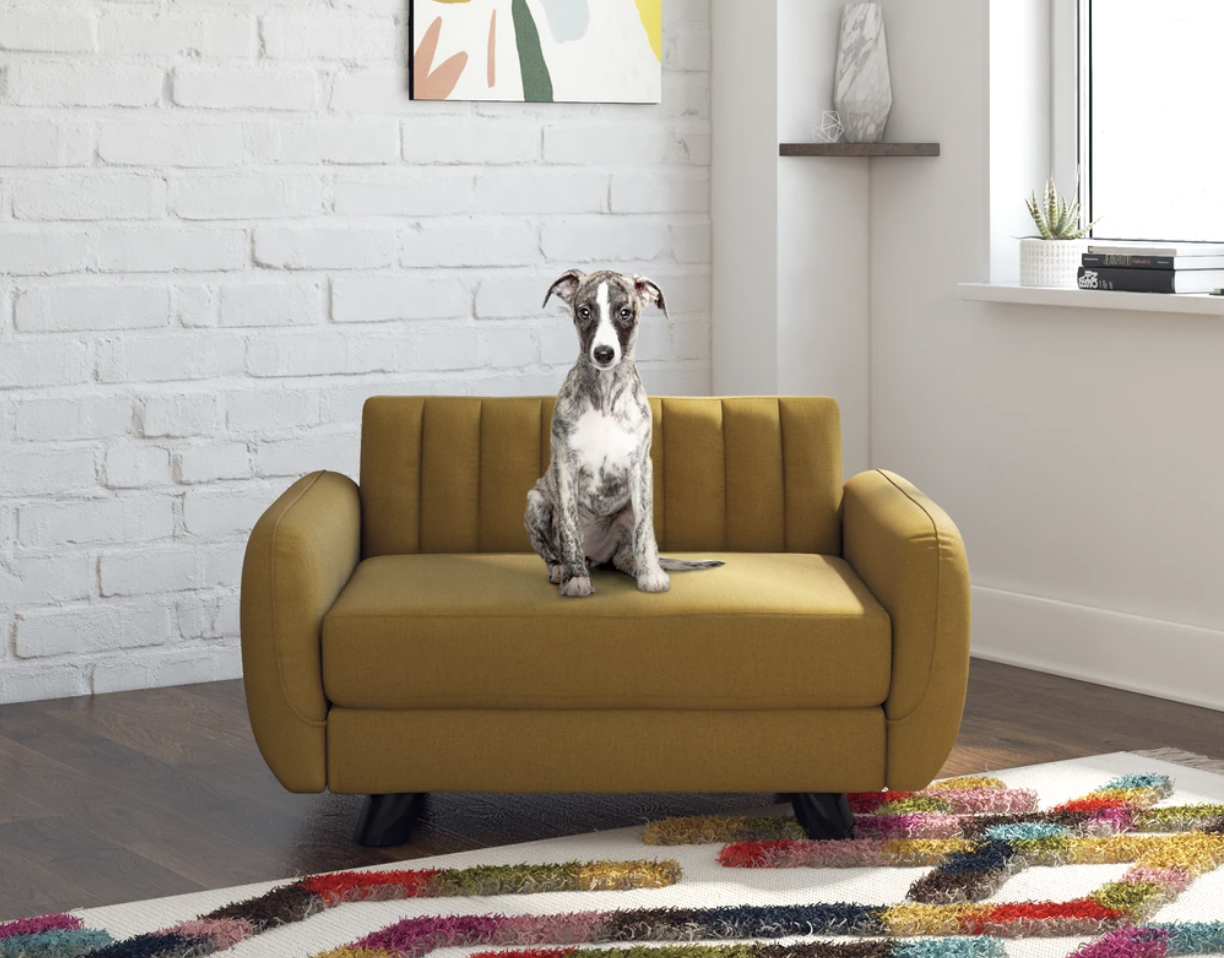 dog sitting on a small sofa