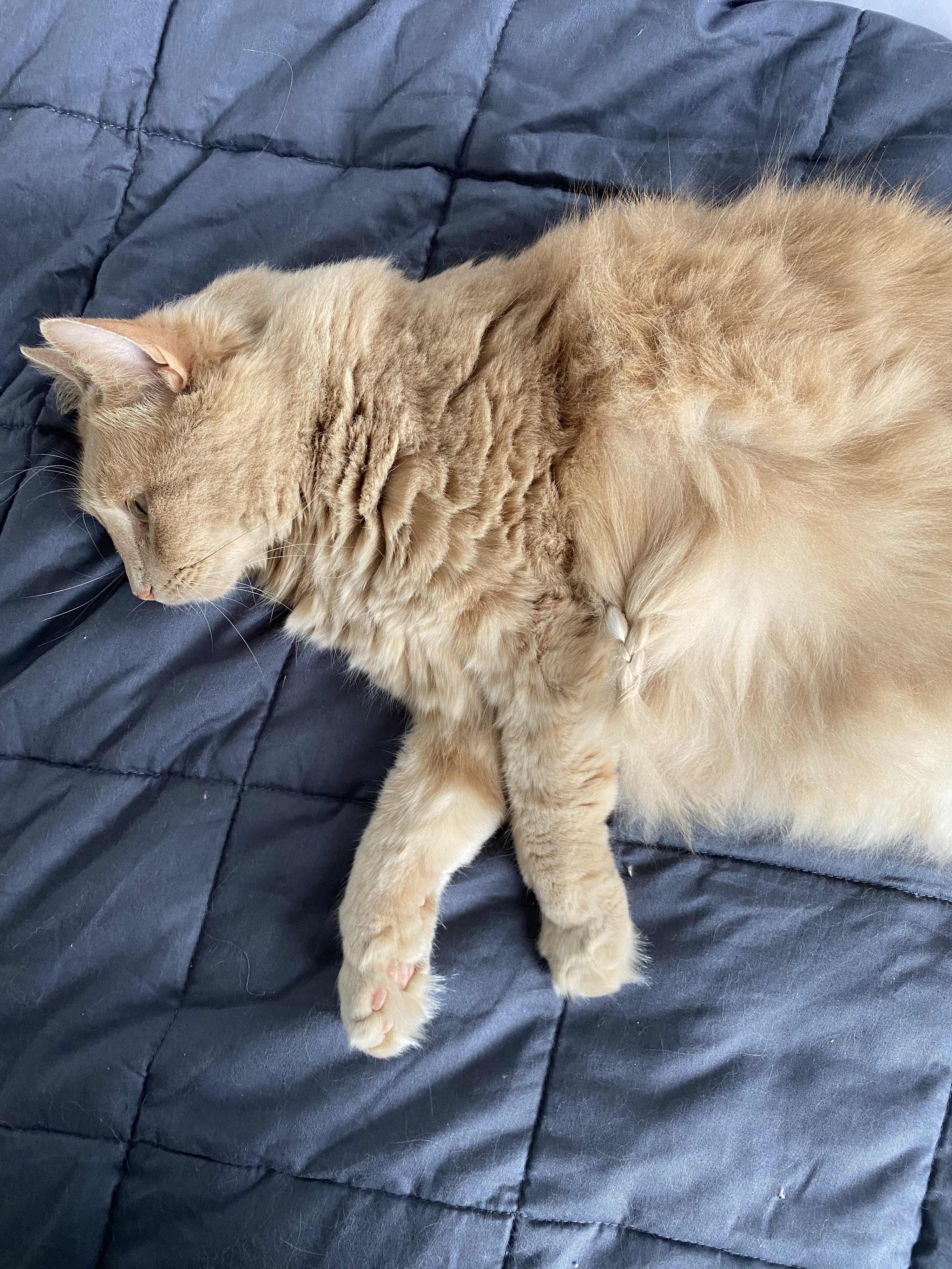 cat with braided hairpit hair