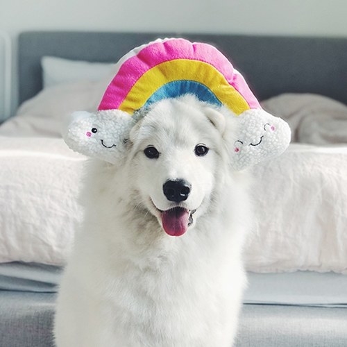 a dog with a plush rainbow toy on their head