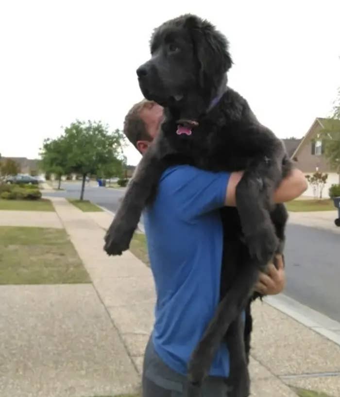 A man holding a really big dog outside