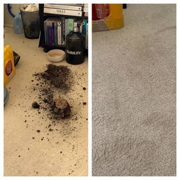 reviewer before and after comparison. before: potted plant spilled onto the carpet, leaving lots of dirt. after: clean, vacuumed carpet