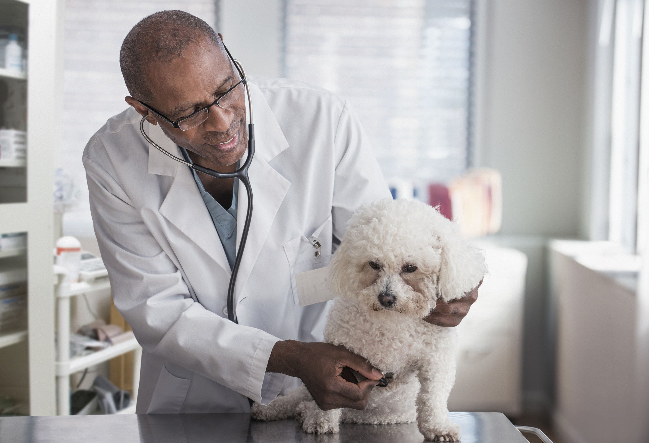 Veterinarian taking vitals on a dog