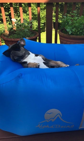 a reviewer's dog sleeping in the lounge chair