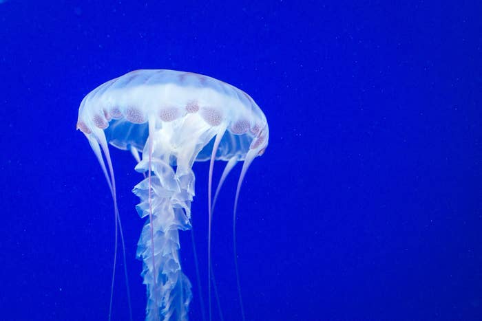 box jellyfish