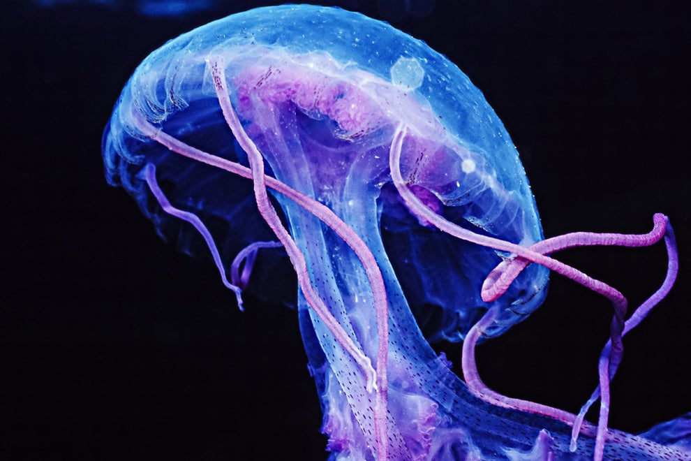 Scary Jellyfish Facts