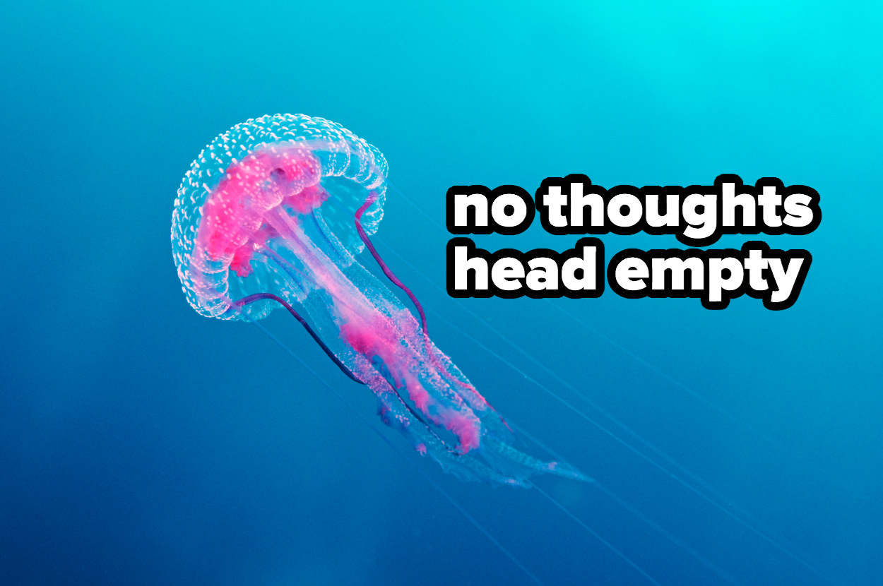 jellyfish captioned &quot;no thoughts head empty&quot;