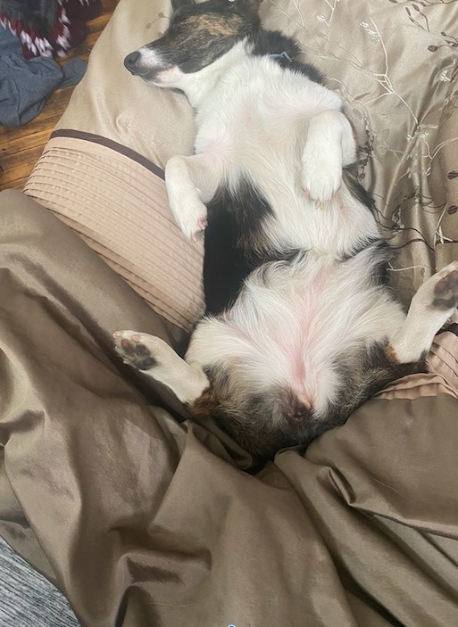 A corgi is sleeping on its back while she lies on a bed