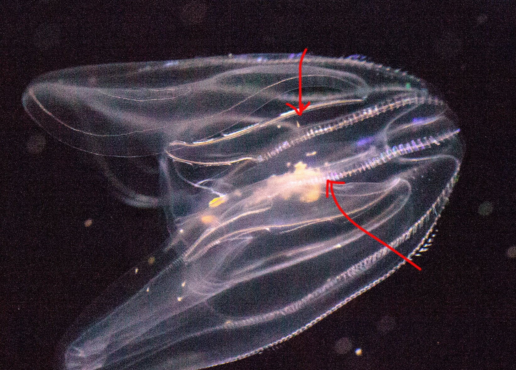 Гребневики медуза Пхукет