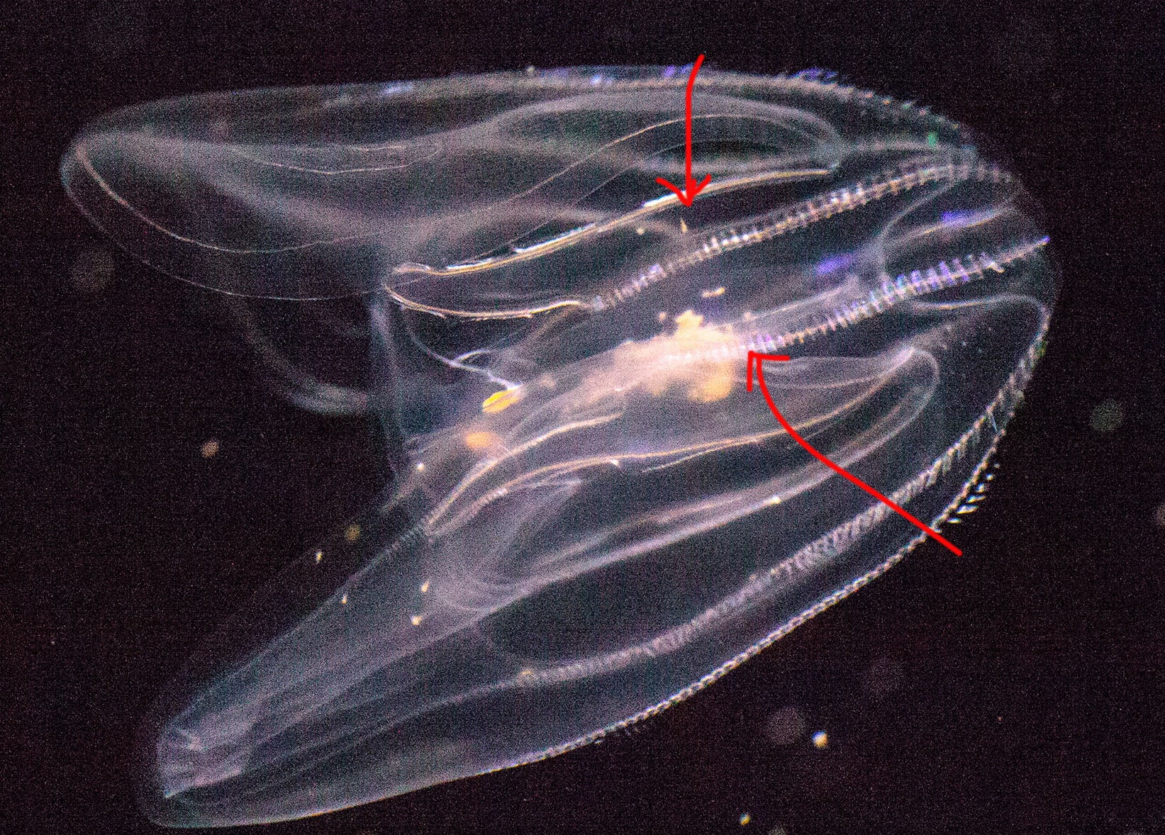 comb jellyfish