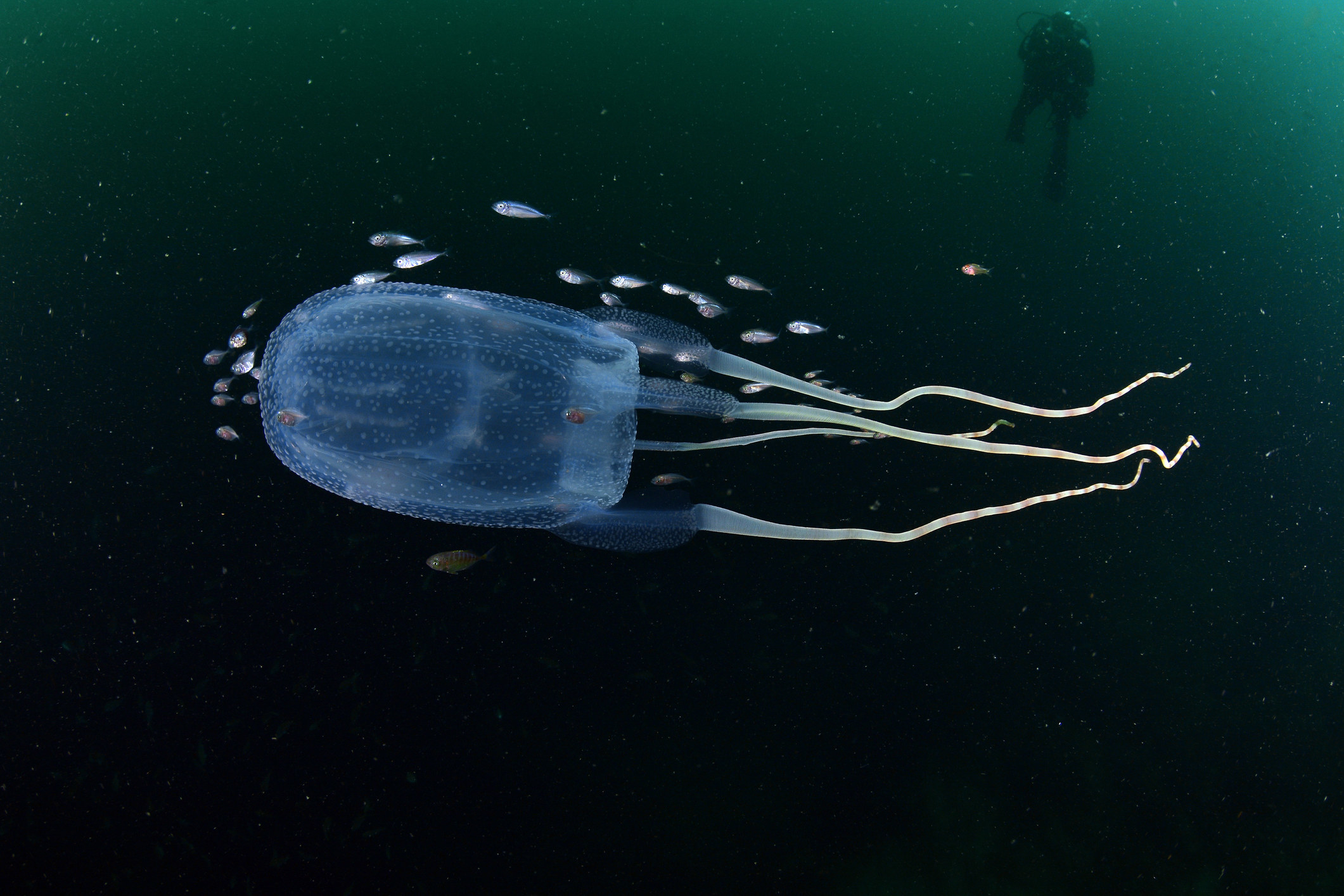 Australian box jellyfish swimming