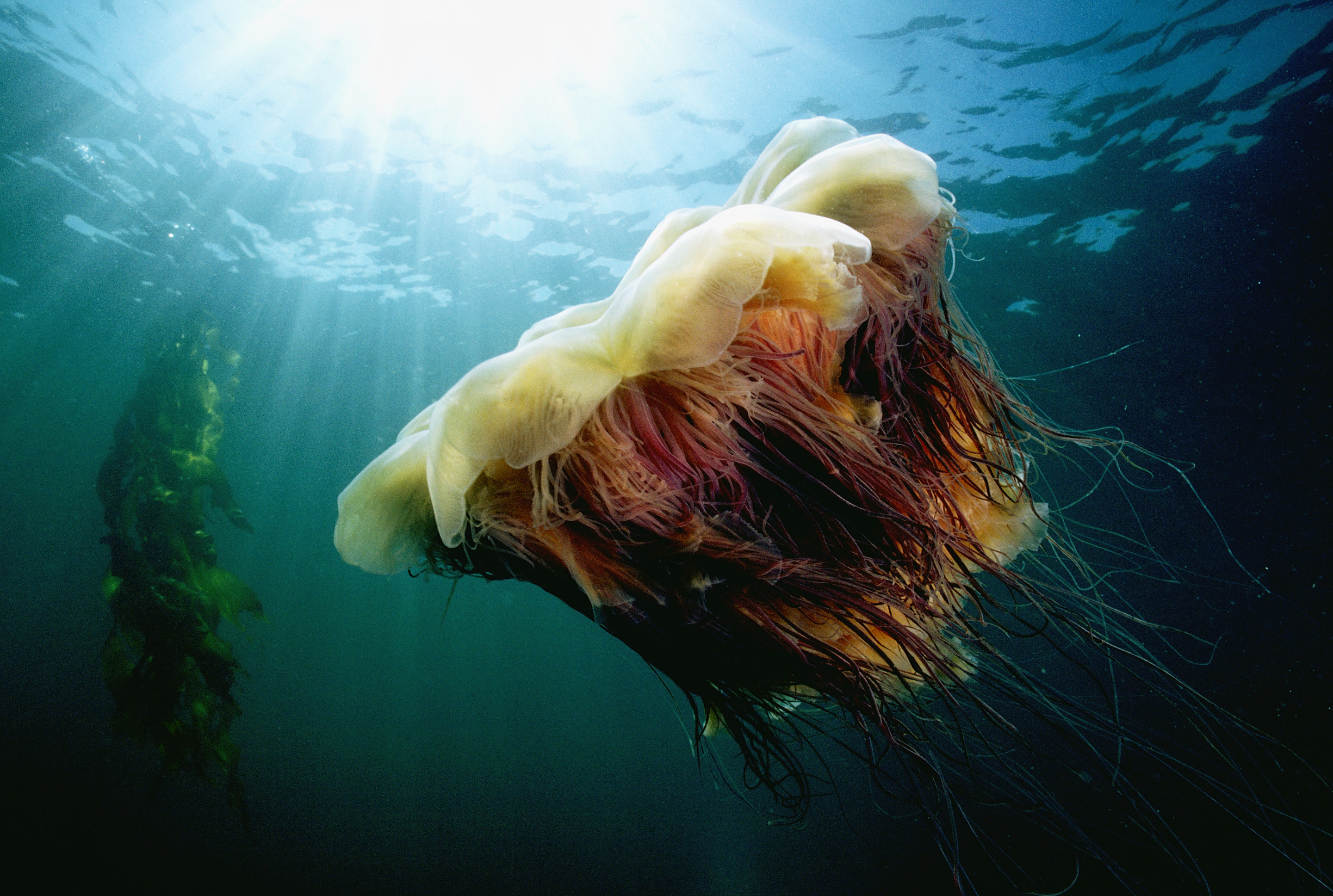 huge jellyfish