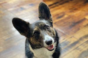 A corgi looks at the camera with her head tilted to the side.
