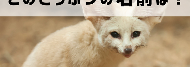 激ムズ フレンズしか解けない 写真からどうぶつを当てるクイズ