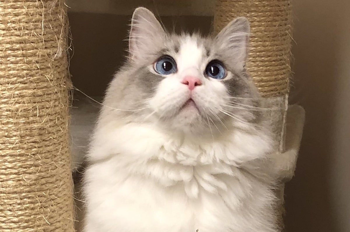 猫ちゃんゴージャスすぎ 冬になると体毛が大変身 ビフォーアフターがすごい