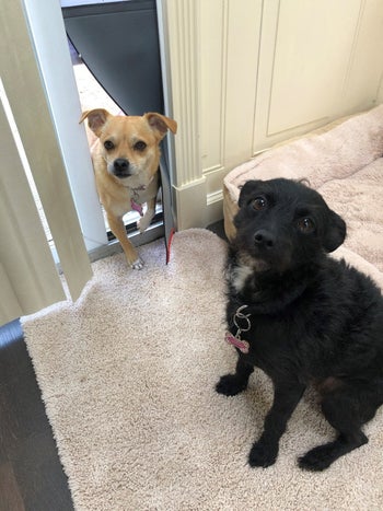 Two adorable dogs coming through and sitting next to the pet door