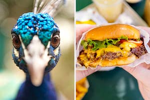 On the left, a closeup of a peacock's head, and on the right, someone holding a fast food cheeseburger that's covered in a wrapper